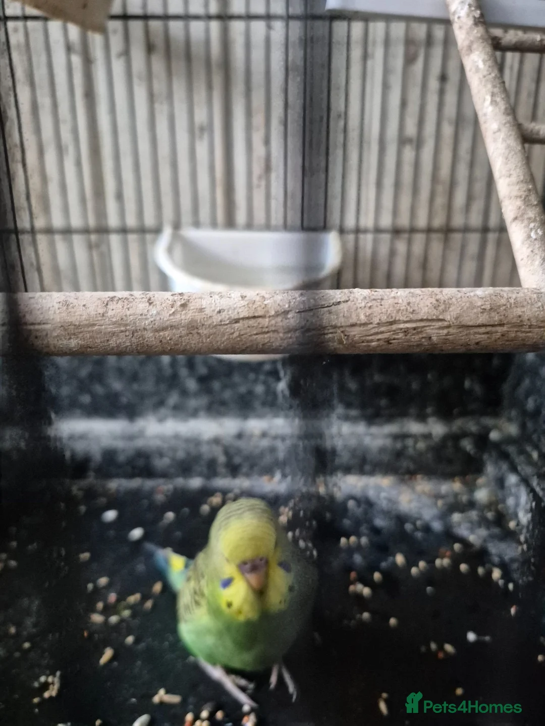 Budgerigars birds for sale: Baby budgies in Stroud - Advert 2