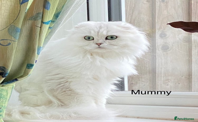 Mixed Breed cats - Advert 7