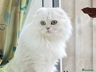Mixed Breed cats - Advert 32