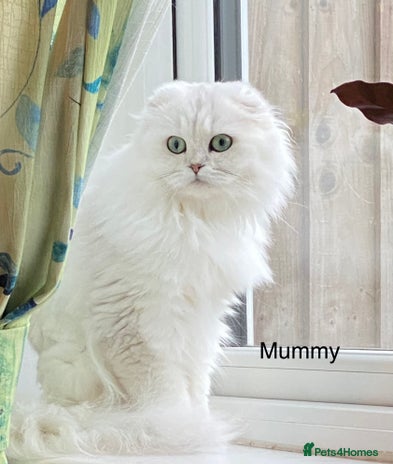 Mixed Breed cats - Advert 16