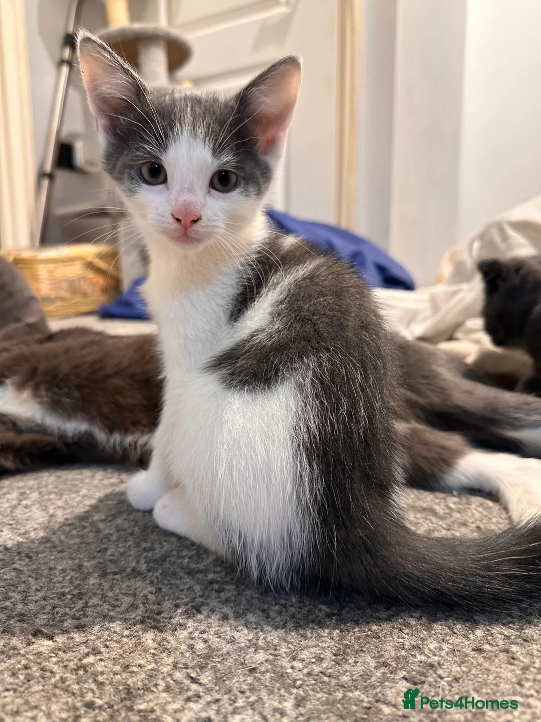 Mixed Breed cats for sale: Playful boys - Advert 2