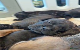 Mixed Breed dogs for sale: cane corso x doberman puppies - Image 1