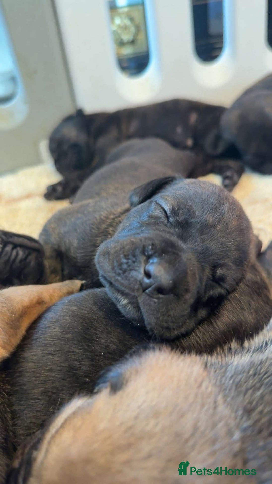 Mixed Breed dogs for sale: cane corso x doberman puppies - Image 1