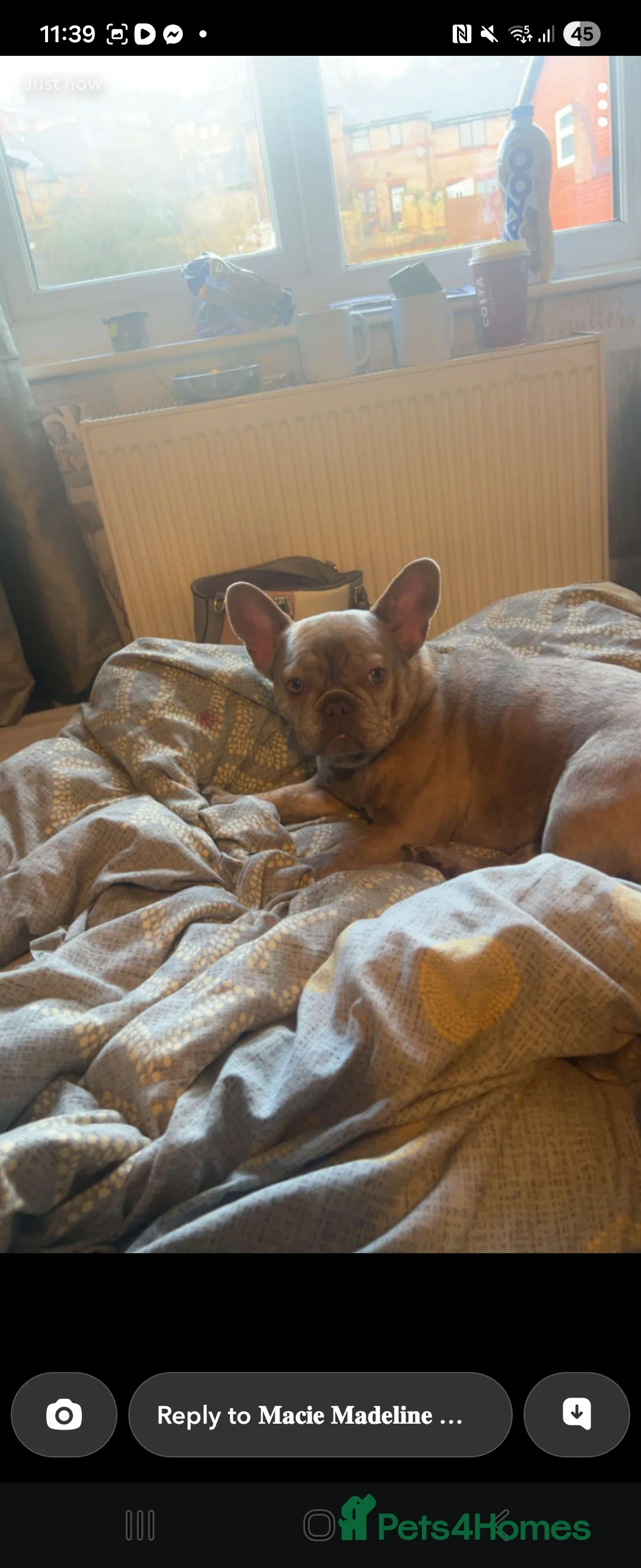 French Bulldog dogs for sale: Lilac brindle frenchie  - Advert 1
