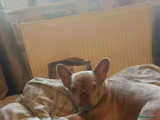 French Bulldog dogs Lilac brindle frenchie - Advert 1