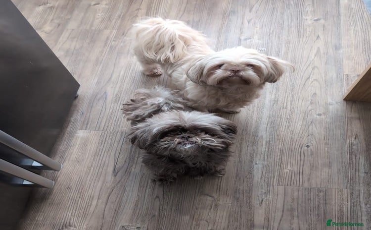 Shih Tzu dogs - Advert 11