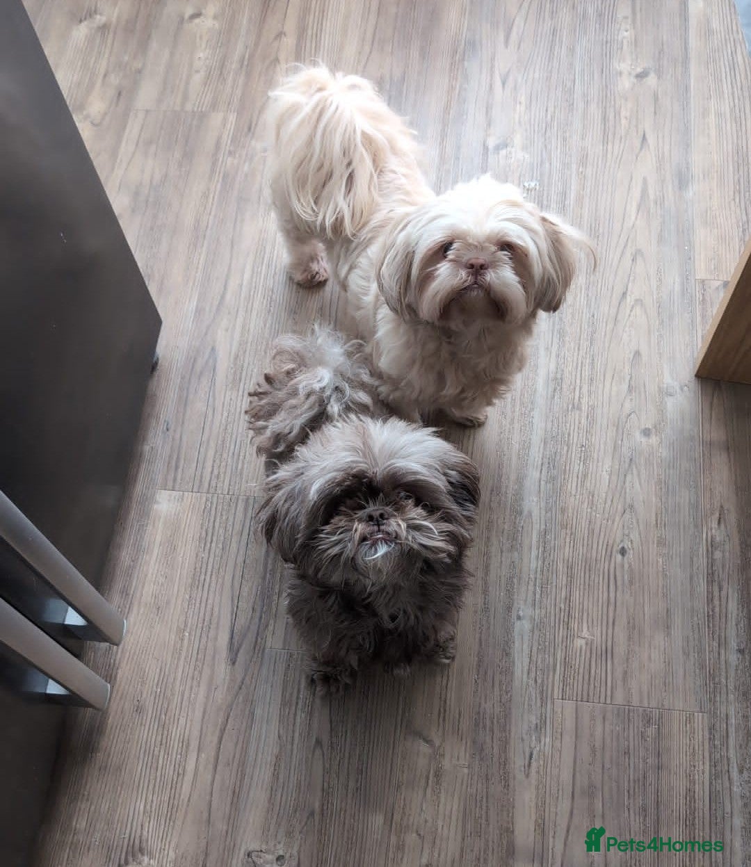 Shih Tzu dogs for sale: 2 Shih Tzu dogs  - Image 1