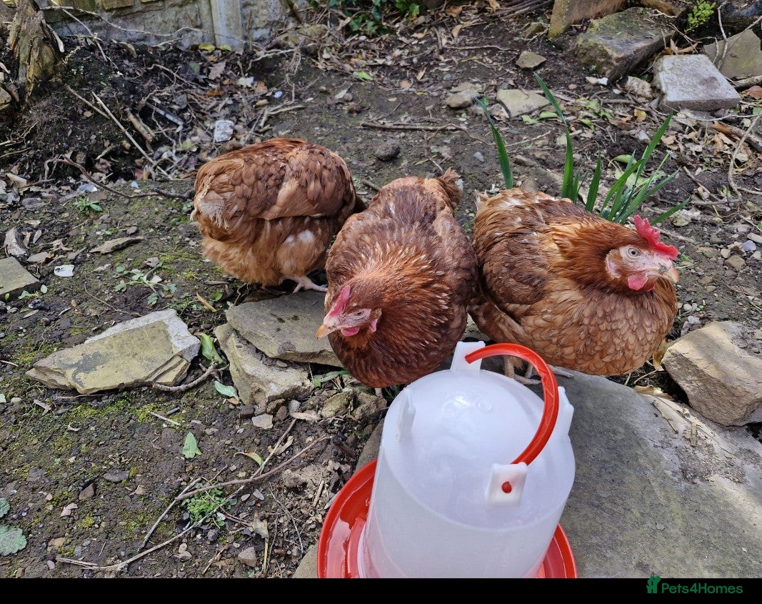 Hens poultry for sale: Brown Hens in Batley - Advert 1