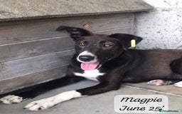 Mixed Breed dogs for adoption: Magpie- beautiful 1 year old- Reserved stc. in Brixham - Image 16