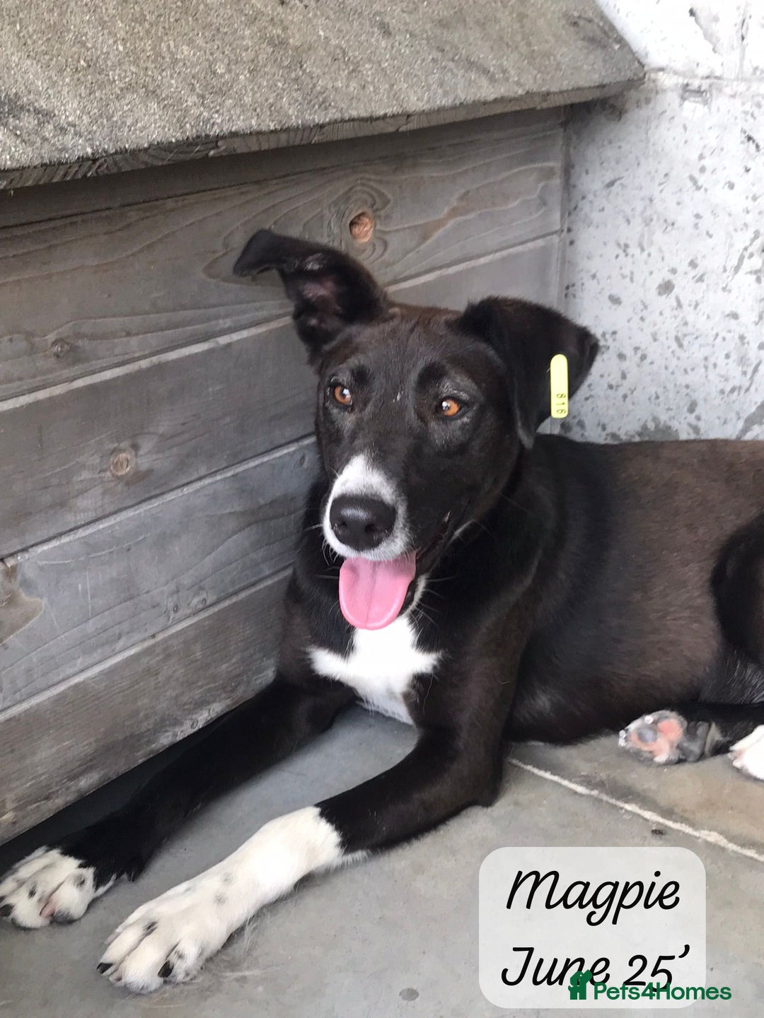 Mixed Breed dogs for adoption: Magpie- beautiful 1 year old- Reserved stc. in Brixham - Image 16