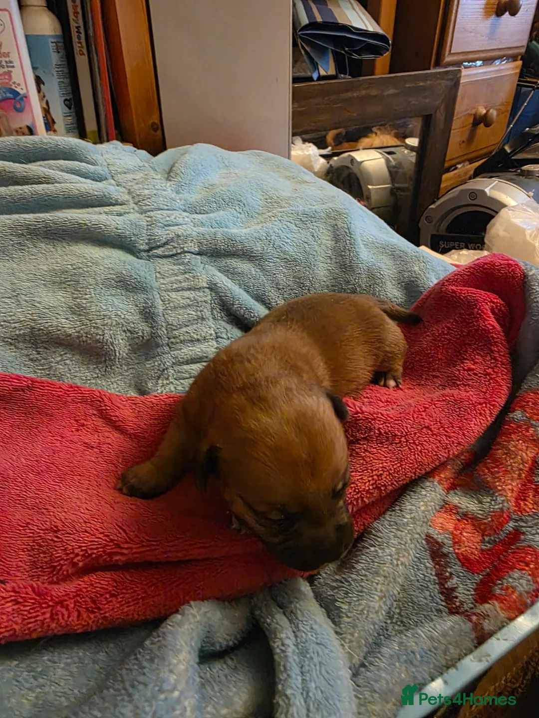 Jack Russell dogs for stud: Rusty stunning Jack Russell available for Stud in Sheffield - Advert 10