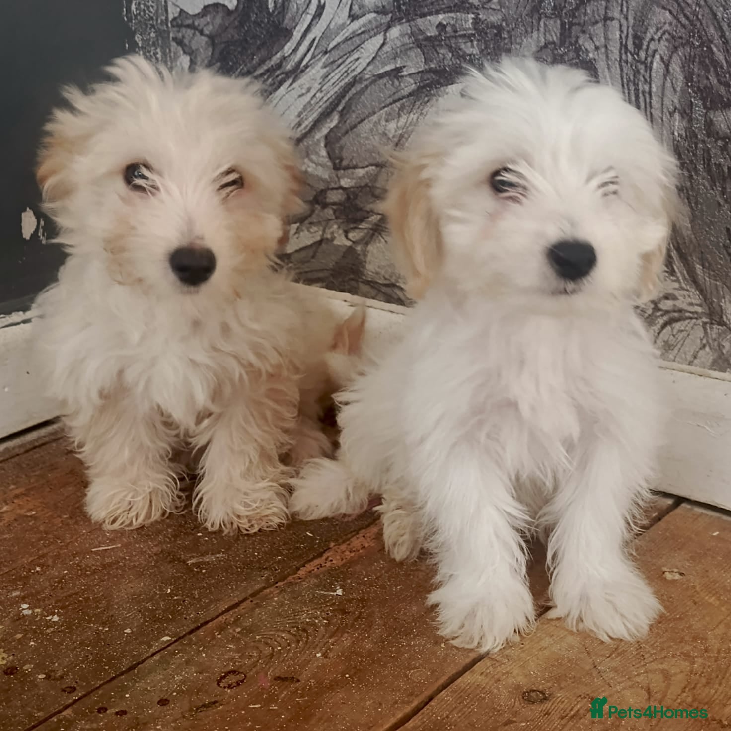 Maltese dogs 5 F1 cockapoo and Maltese Puppies 8 Weeks Old  - Advert 14