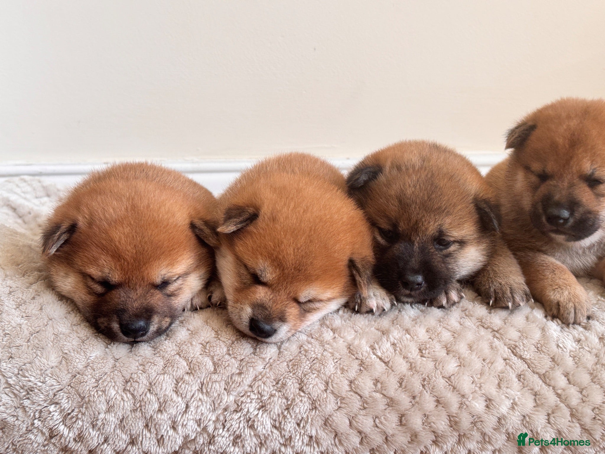 Japanese Shiba Inu dogs Health tested champion bloodline small size Shiba  - Advert 6