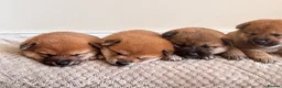 Japanese Shiba Inu dogs for sale: Health tested champion bloodline small size Shiba  - Advert 1