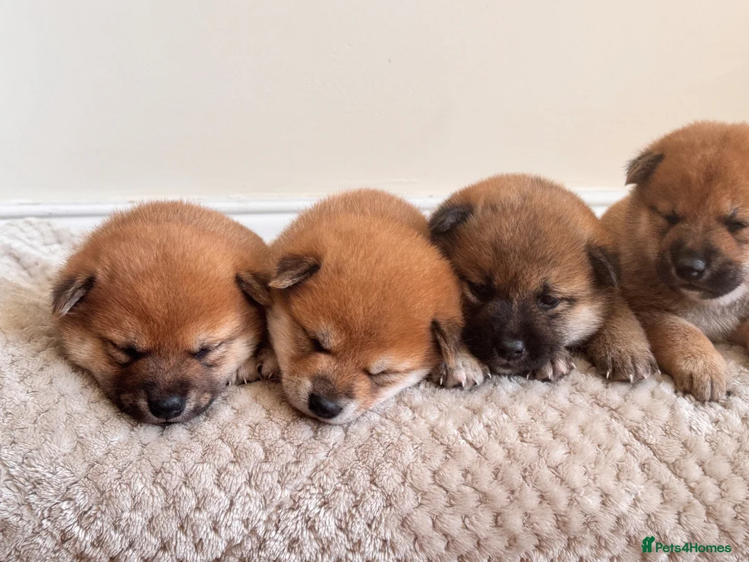 Japanese Shiba Inu dogs for sale: Health tested champion bloodline small size Shiba  - Advert 1