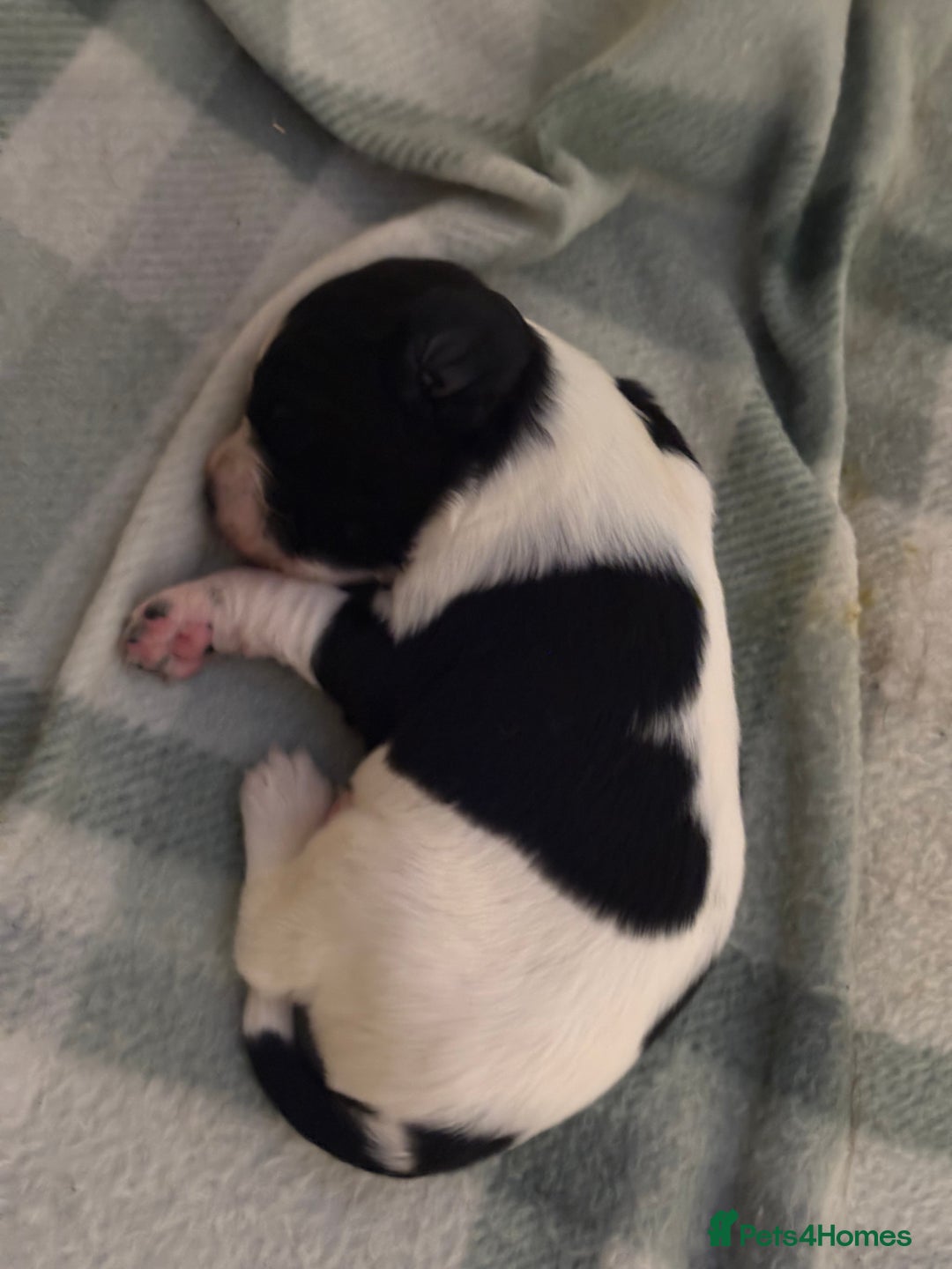 Mixed Breed dogs for sale: 5 BEAUTIFUL SPRINGER/SPROCKER PUPPIES FO SALE  - Advert 27