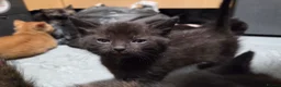 Domestic Shorthair cats for sale: 5 Beautiful female kittens for sale  - Advert 21