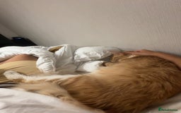 Maine Coon cats for sale: Perfect Young Male Maine coon - Image 6