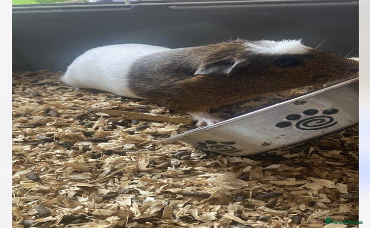 Guinea Pig rodents - Advert 1
