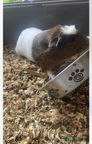 Guinea Pig rodents - Advert 5