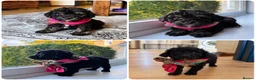 Mixed Breed dogs for sale: Two puppies available for sale - Advert 1