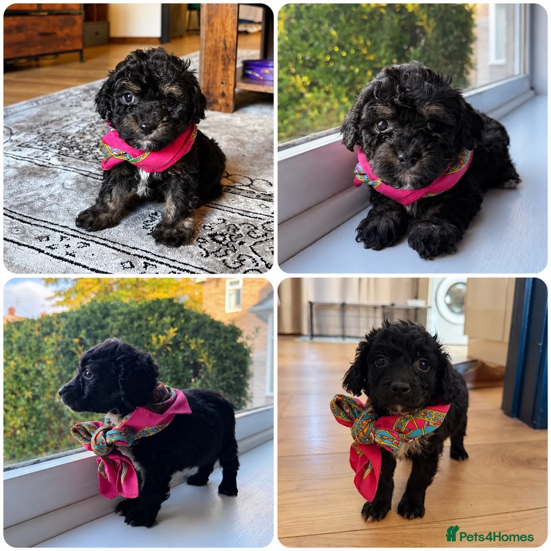 Mixed Breed dogs for sale: Two puppies available for sale - Advert 1