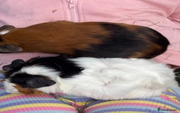 Guinea Pig rodents for sale: 1 male guinepigs  - Image 1