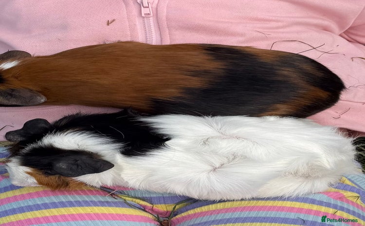 Guinea Pig rodents - Advert 3