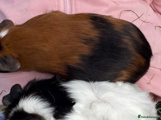 Guinea Pig rodents - Advert 30