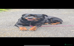 Rottweiler dogs for sale: Rottweilers for sale - Image 11