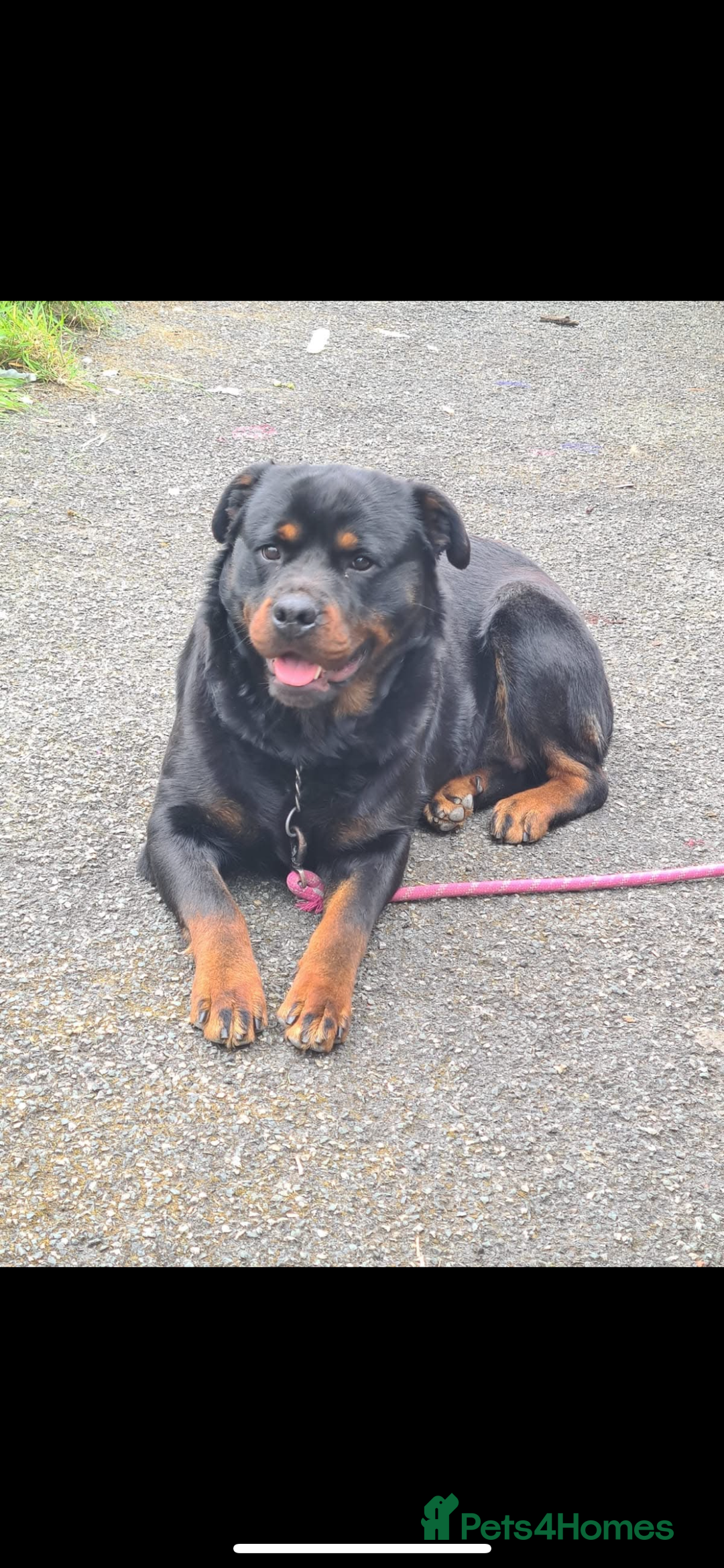 Rottweiler dogs for sale: Rottweilers for sale - Image 11
