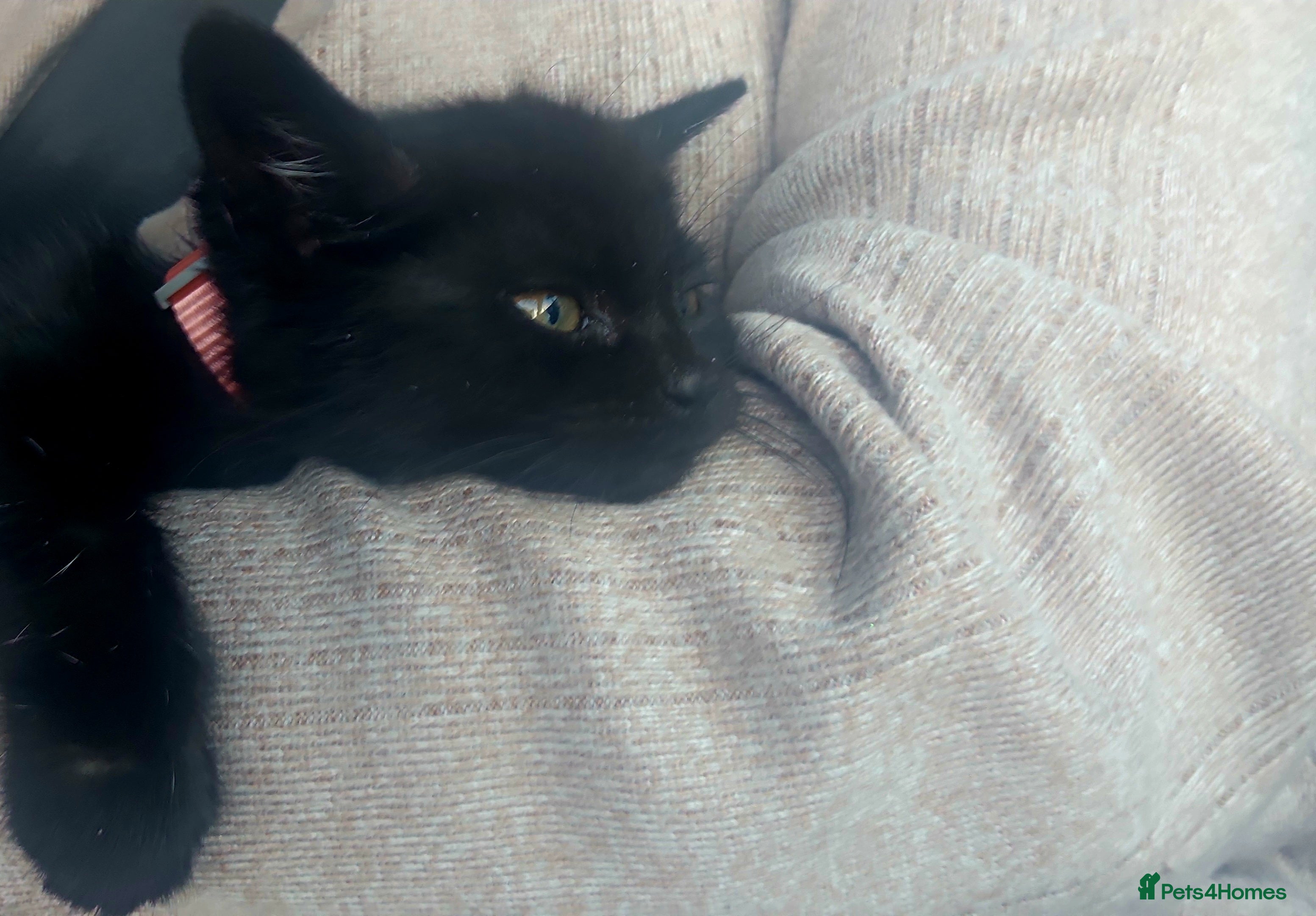 Mixed Breed cats Rehoming our 11 week old kitten - Advert 10