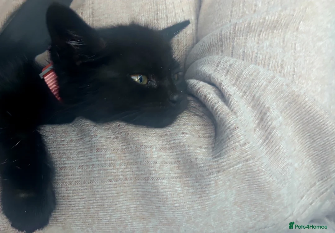 Mixed Breed cats for sale: Rehoming our 11 week old kitten - Advert 2