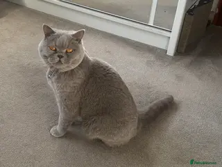British Shorthair cats Female Lilac British Short hair - Name SKYLA in Rochdale - Advert 1