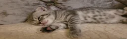 British Shorthair cats for sale:  Blue Snow Leopards looking for forever family in Croydon - Advert 10