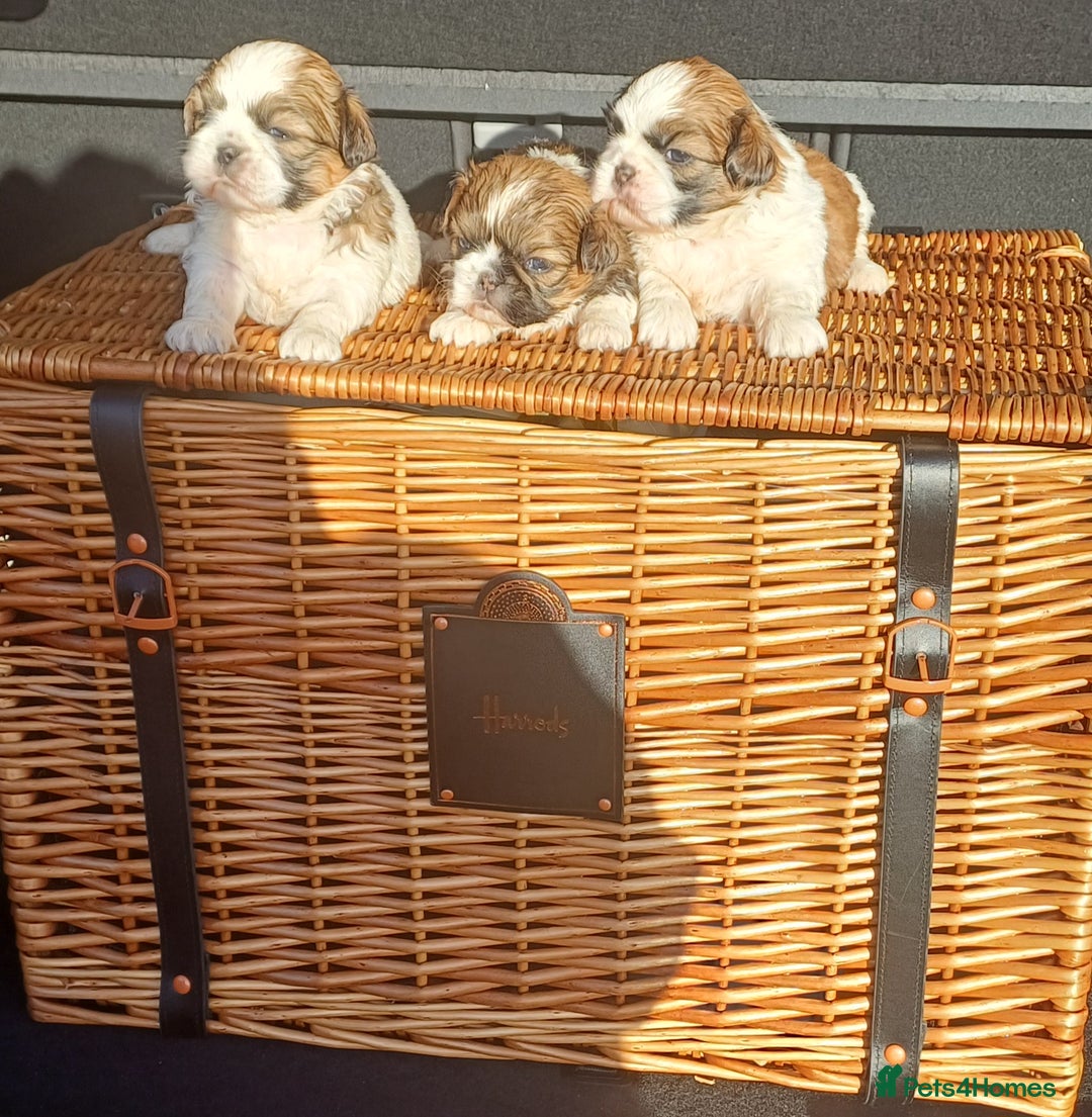 Shih Tzu dogs for sale: 3 lovely girl shih tzu puppies  - Advert 4