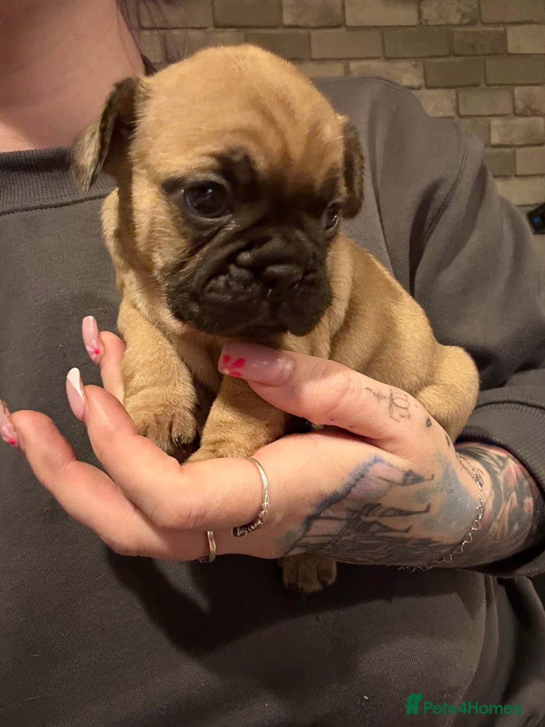 French Bulldog dogs for sale: 2 girls full French bulldogs  - Advert 6