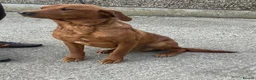 Labrador Retriever dogs for sale: Kc registered health tested Labrador puppy’s  - Advert 2
