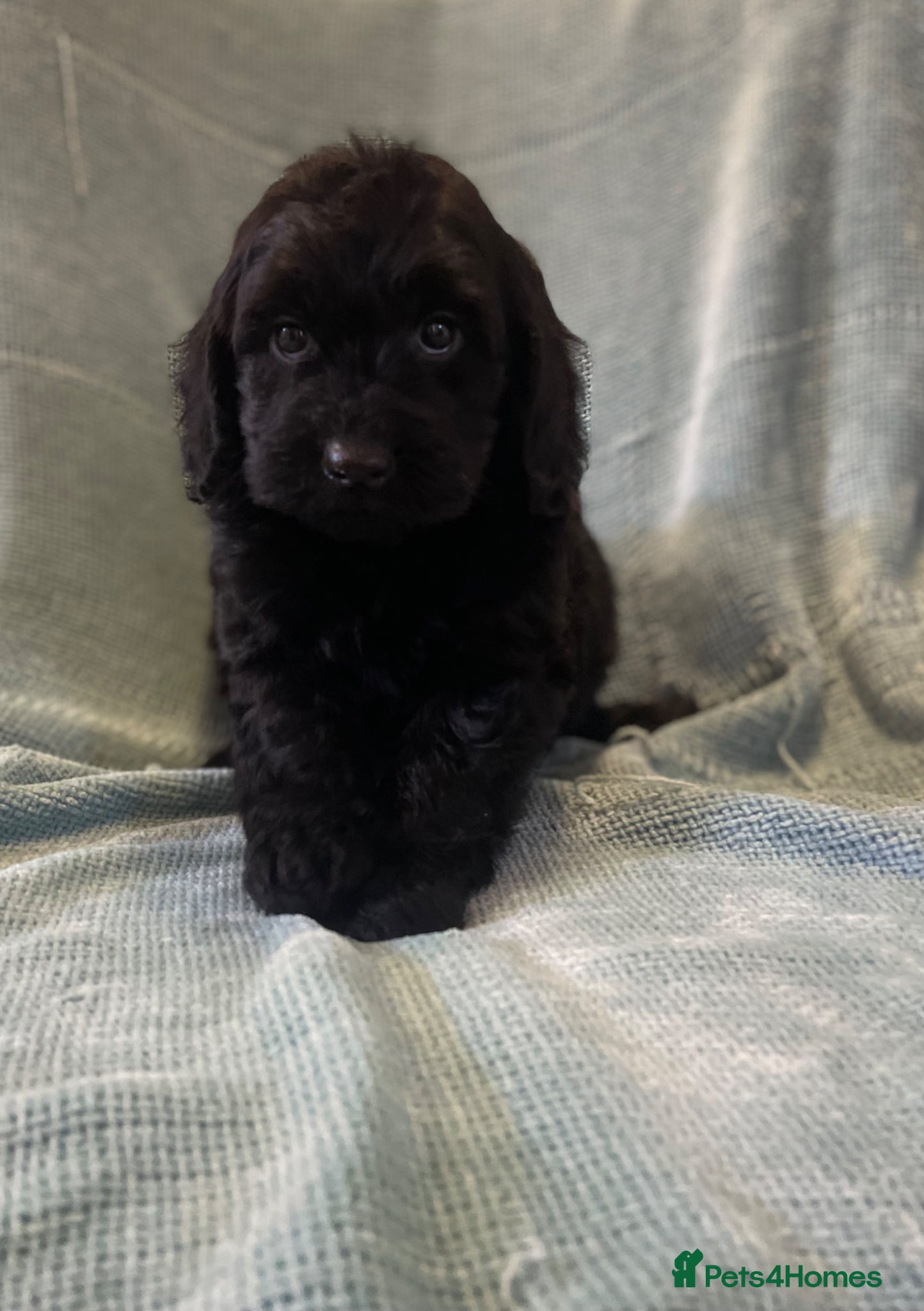 Cockapoo dogs Licenced breeder Beautiful F1 cockapoos  - Advert 2