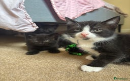 Mixed Breed cats for sale: 2 kittens ready to leave🤍 - Image 1