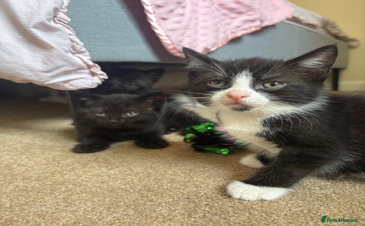 Mixed Breed cats - Advert 13