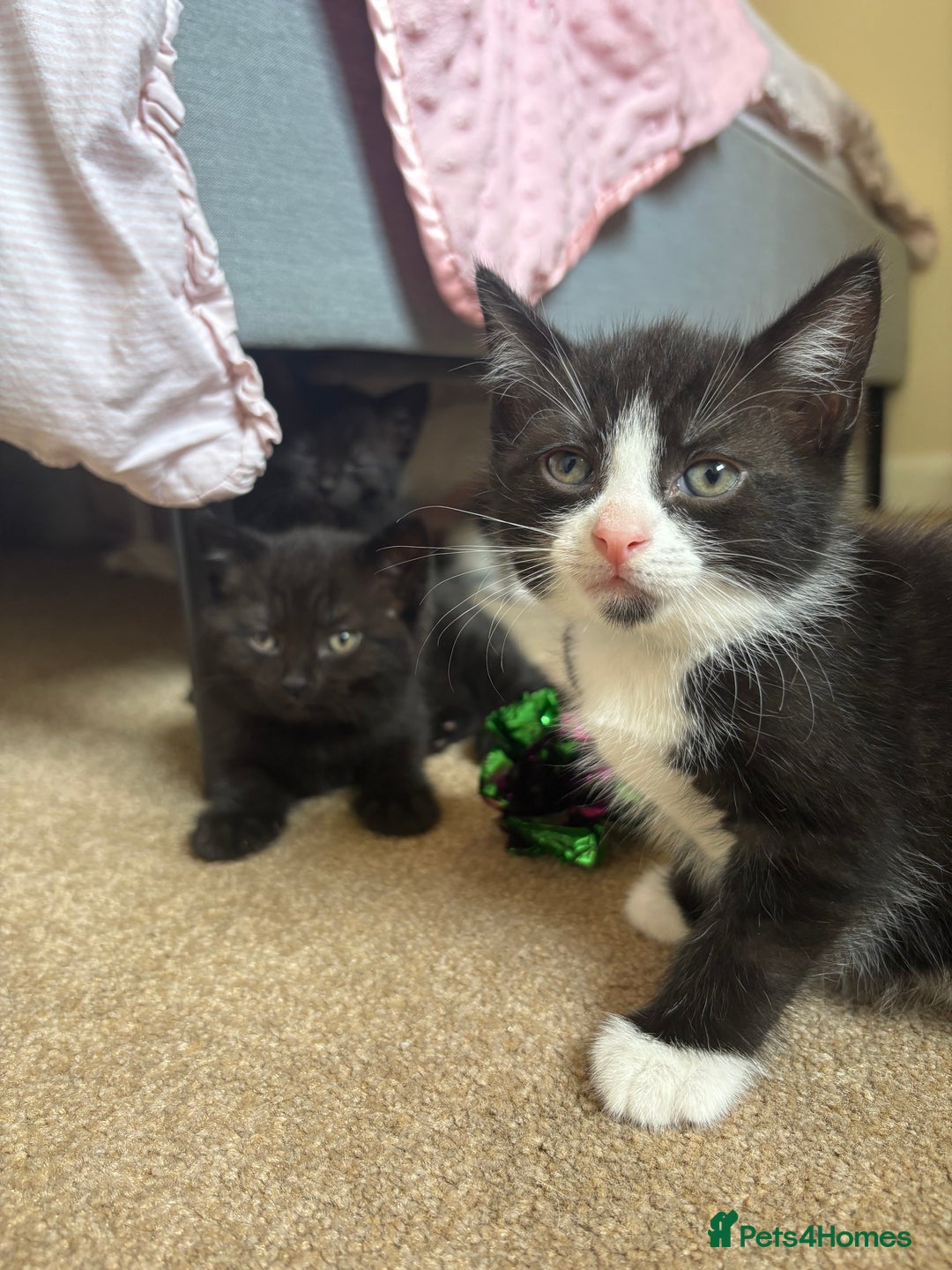 Mixed Breed cats for sale: 2 kittens ready to leave🤍 - Image 1