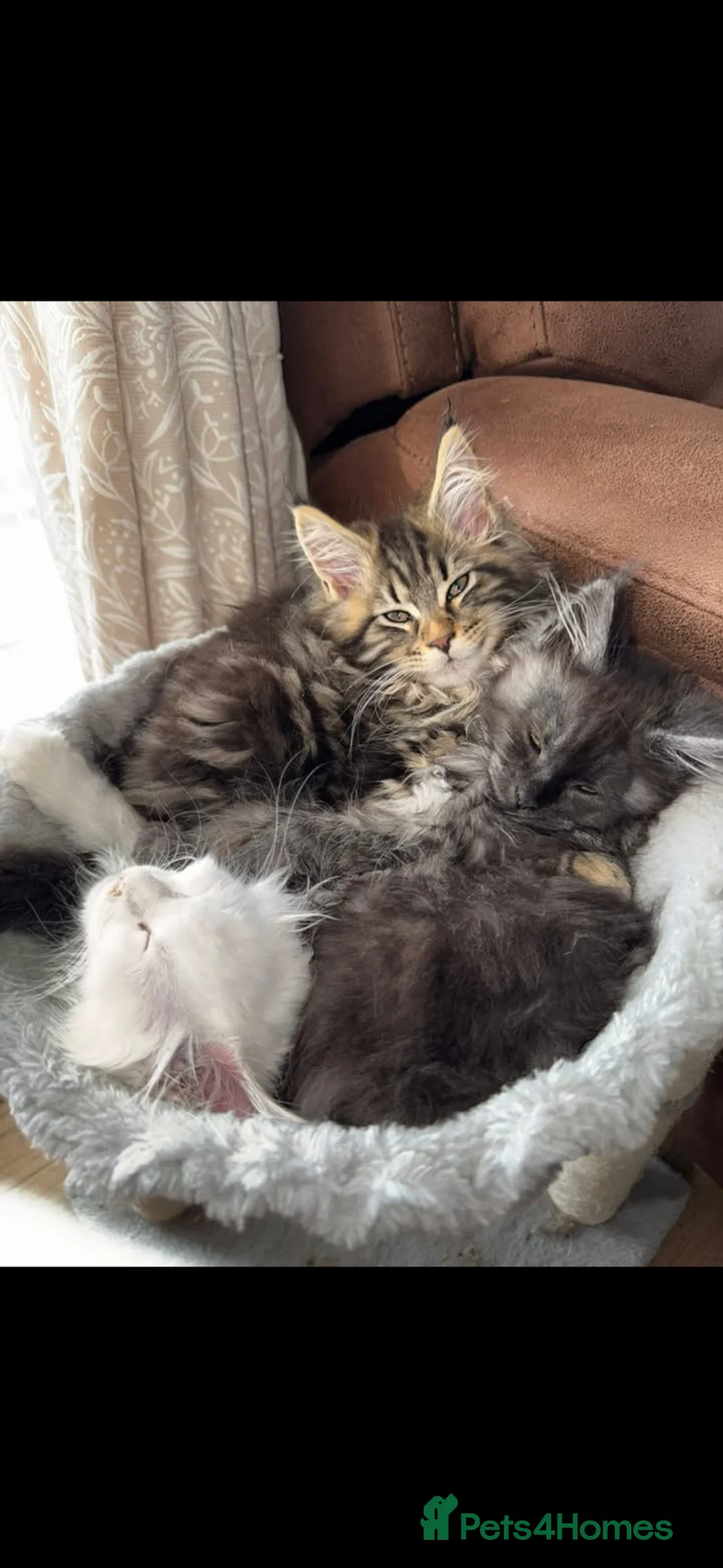 Maine Coon cats for sale: GCCF Silver Classic Maine Coon Kittens - Advert 2
