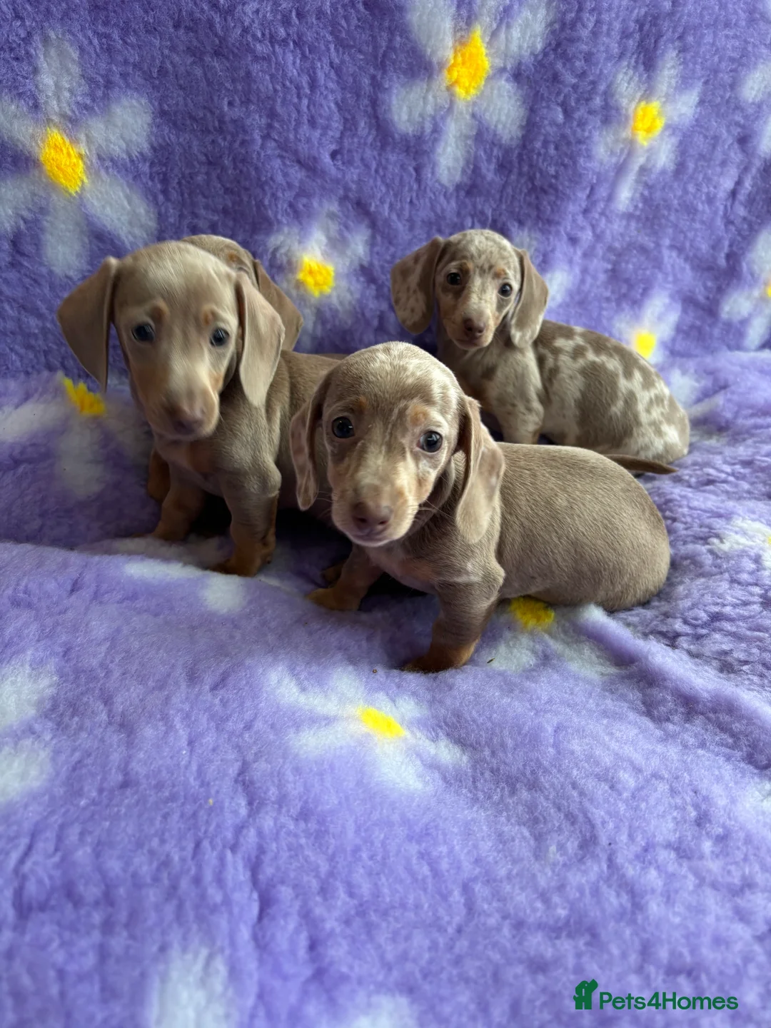 Miniature Dachshund dogs for sale: Miniature Dachsund puppies  - Advert 6