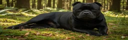 Staffordshire Bull Terrier dogs for sale: 💥BLACK STAFFY PUPS JUST BORN💥 - Advert 3
