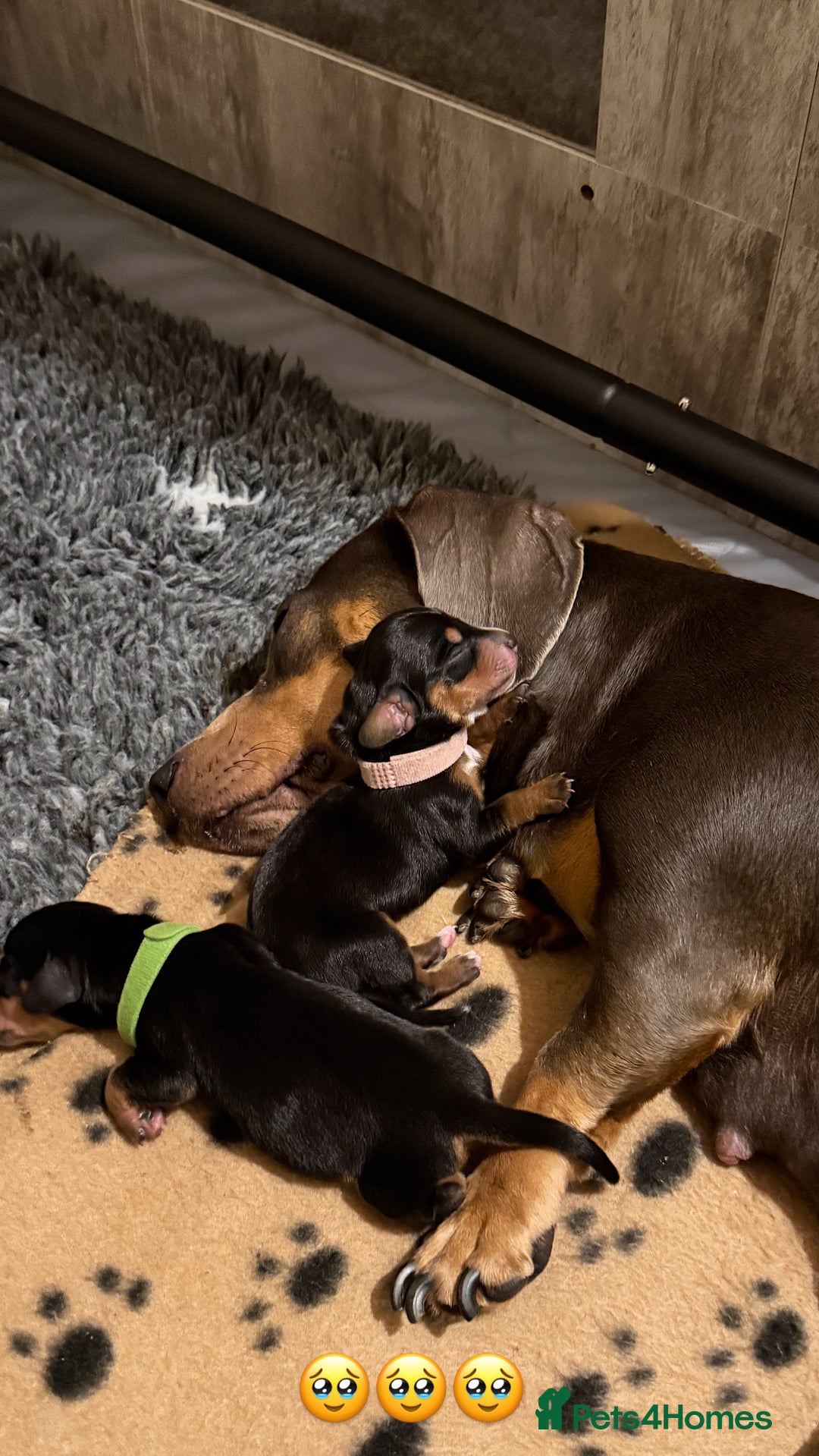 Miniature Dachshund dogs for sale: Black & Tan Miniature Dachshunds  - Image 7