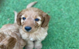 Cockapoo dogs for sale: F1 Health tested Cockapoo Pups - Image 2