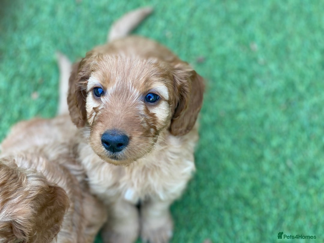 Cockapoo dogs for sale: F1 Health tested Cockapoo Pups - Image 2