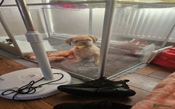 Shih Tzu dogs for sale: Imperial shih tzu puppies  - Image 9