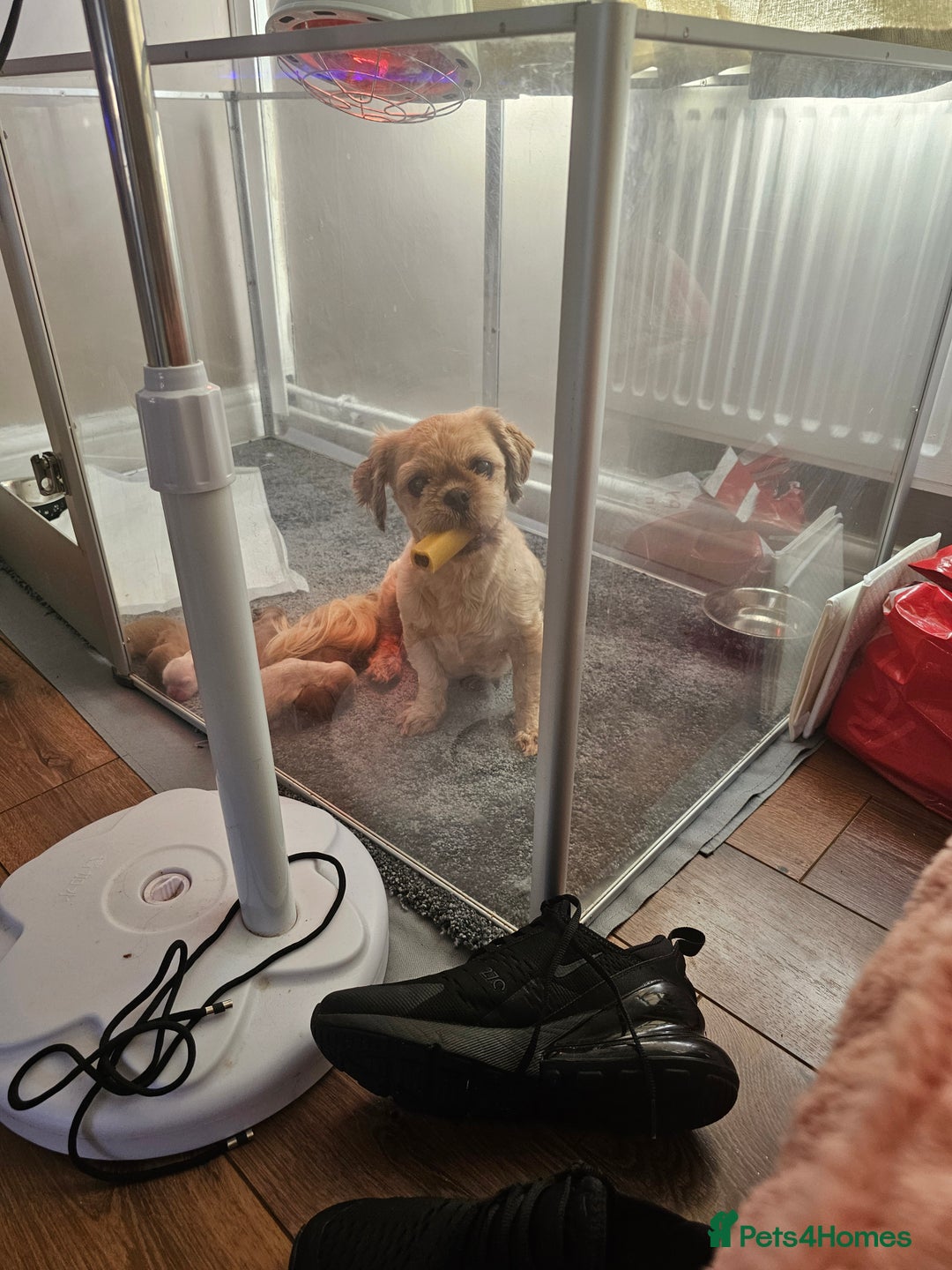 Shih Tzu dogs for sale: Imperial shih tzu puppies  - Image 9